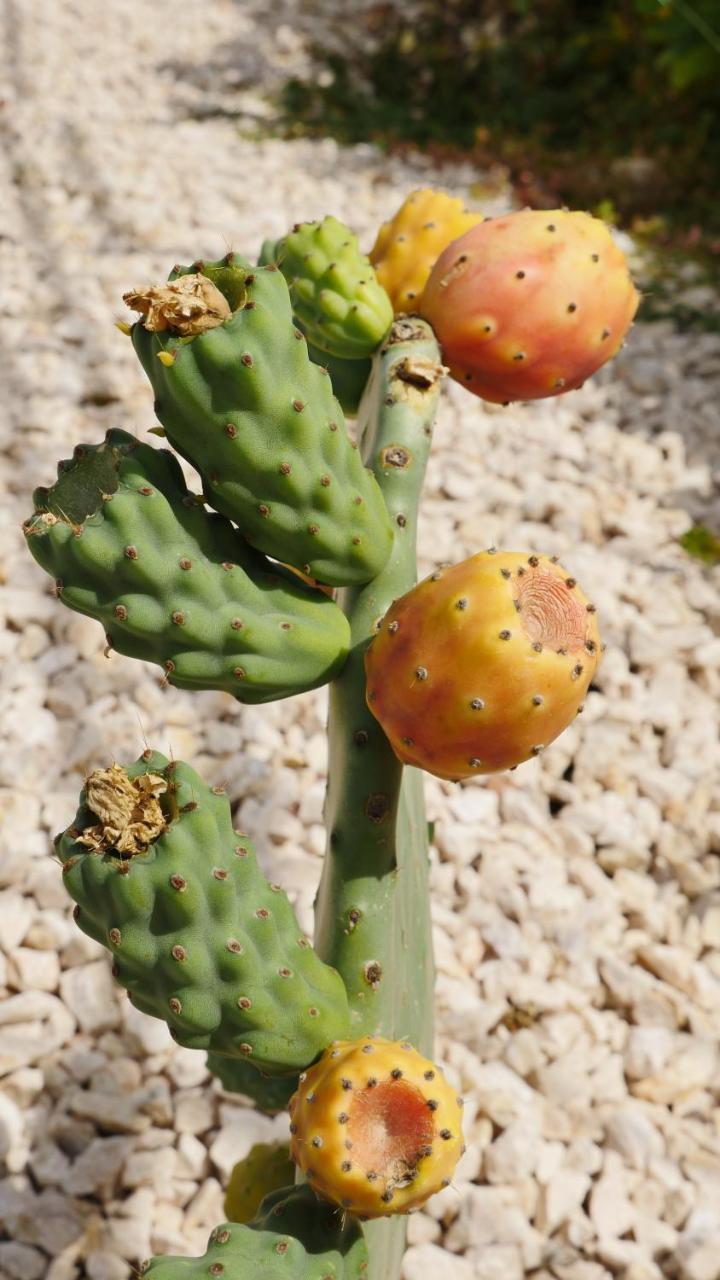 Ferienhaus Dorata
